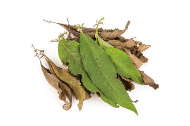 Taze ve kurutulmuş ngai kafur ağacı yeşil yaprakları beyaz arkaplanda izole edilmiş..