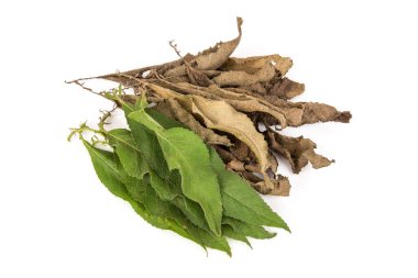 Taze ve kurutulmuş ngai kafur ağacı yeşil yaprakları beyaz arkaplanda izole edilmiş..