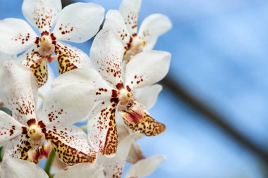 Doğal arkaplanda taze orkideler.