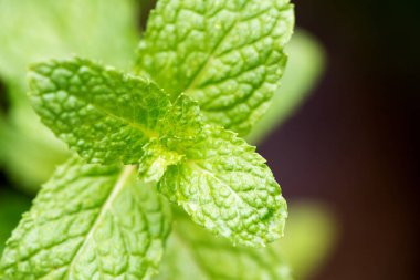 Mutfak nanesi, nane şekeri ya da Melissa Officinalis yeşil yapraklar doğa arka planında.