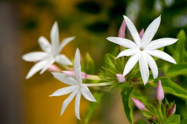 Ağaçtaki Jasminum adenophyllum çiçekleri.