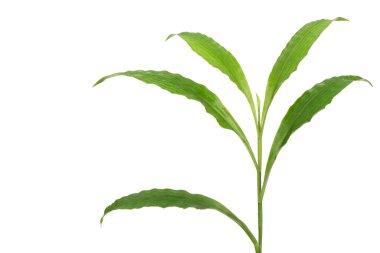 Cento the lappacea dal yeşil yapraklar beyaz arka planda izole.