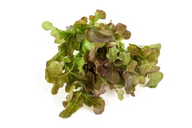 Kırmızı meşe beyaz yüzeyde izole edilmiş..