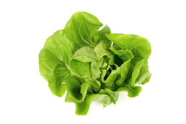 Butterhead beyaz yüzeyde izole edildi.