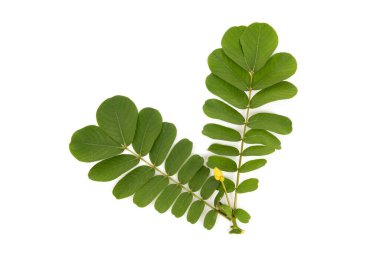 Beyaz yüzeyde Acapulo ya da Senna alata izole edildi. Üst manzara, düz yatış.