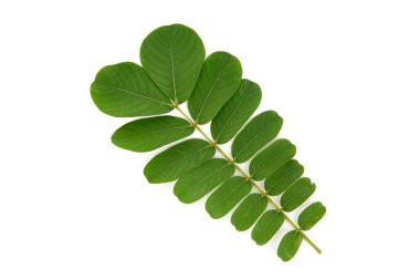 Beyaz yüzeyde Acapulo ya da Senna alata izole edildi. Üst manzara, düz yatış.