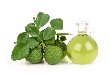 Beyaz arka planda izole edilmiş Kaffir limonu veya sülük limonu meyvesi ve yağı.