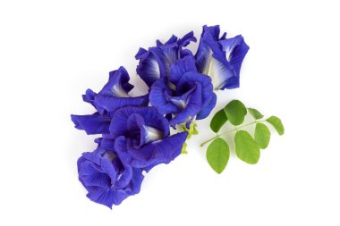 Kelebek bezelye çiçekleri beyaz arka planda izole edilmiş..