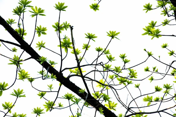 Bengal bademi ya da terminaldeki katappa yaprakları doğada var..