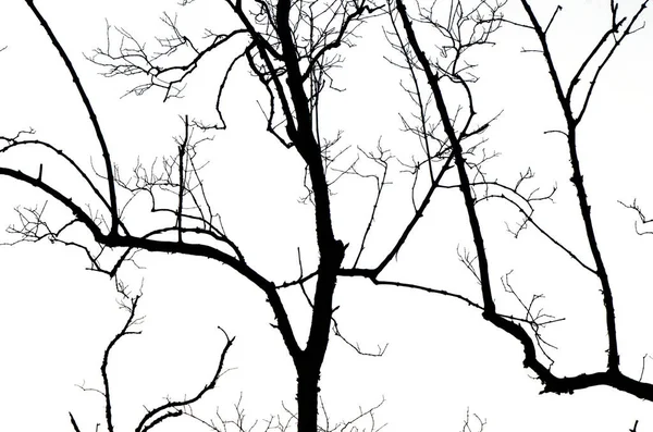 Dead Tree Abstract Silhouette Nature Background — Stock Photo, Image