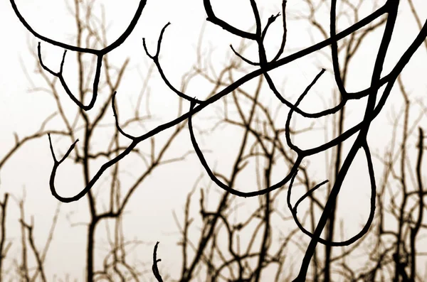 Dead Tree Abstract Silhouette Nature Background —  Fotos de Stock