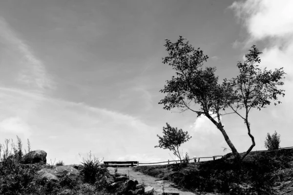 Doğanın arka planında ağaç soyut silueti.