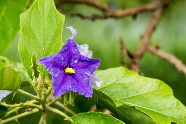 Solanum Wrightii Benth Potato Tree Flower Nature Background — Zdjęcie stockowe