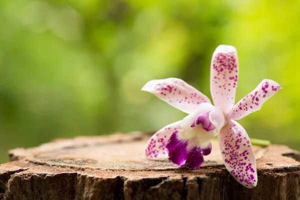 Orchidées Fraîches Sur Fond Naturel — Photo