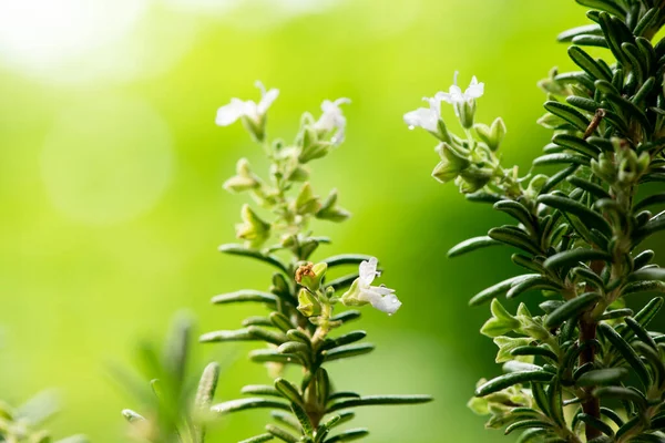 Rosemary Flowers Green Leaves Nature Background — 图库照片