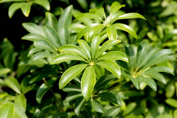 Пищевая Виноградная Лоза Дерево Schefflera Leucantha Природном Фоне — стоковое фото