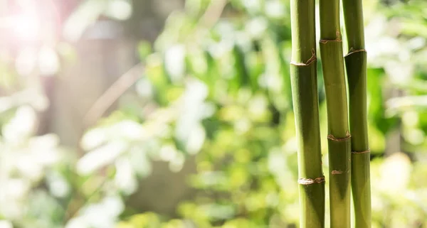Bamboe Hout Natuur Achtergrond — Stockfoto