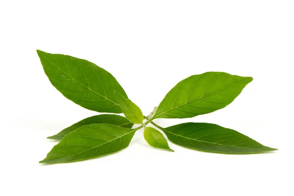 Гілка Білого Крана Зелене Листя Ізольовано Білому Тлі — стокове фото