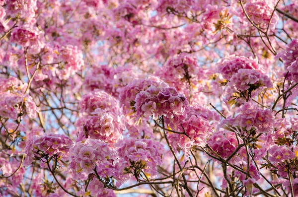 Pink Trumpet Shrub Tabebuia Rosea Flowers Blue Sky Background — 스톡 사진