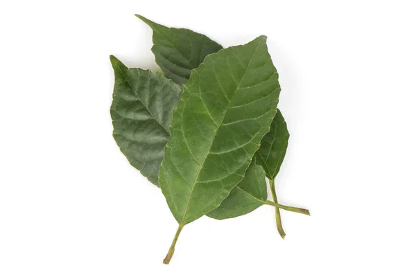 Clerodendrum Disparifolium Green Leaves Isolated White Background — Stok Foto