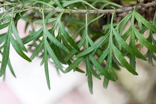 Mugwort Artemisia Annua Anua 배경에 — 스톡 사진