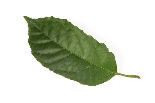 Clerodendrum Disparifolium Green Leaves Isolated White Background — Fotografia de Stock