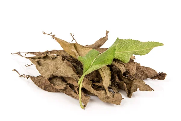 Taze ve kurutulmuş ngai kafur ağacı yeşil yaprakları beyaz arkaplanda izole edilmiş..