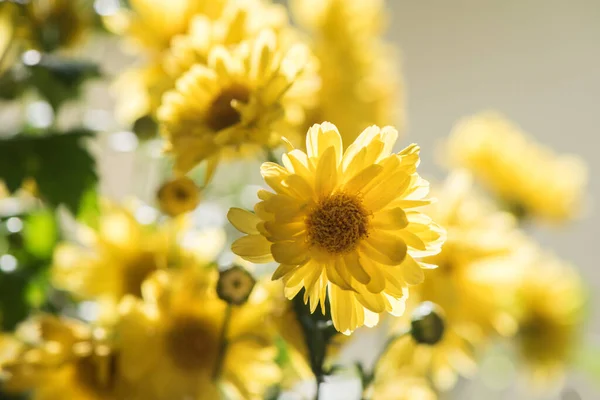 Chrysanthemum Flowers Nature Background — Stock Photo, Image