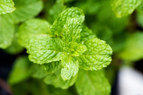 Mutfak nanesi, nane şekeri ya da Melissa Officinalis yeşil yapraklar doğa arka planında.