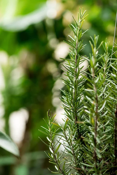 Rosemary Branch Green Leaves Nature Surface — Fotografia de Stock