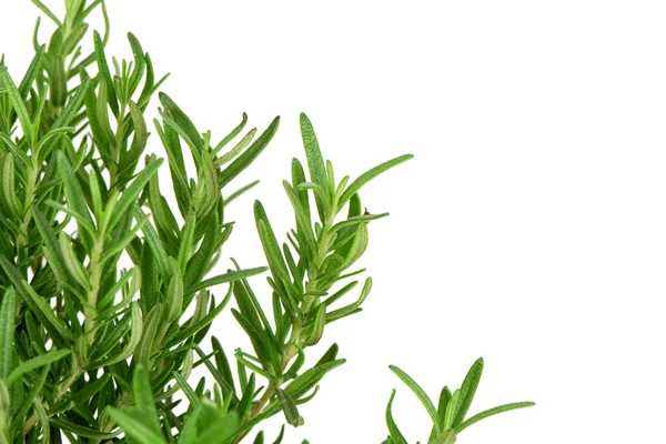 Rosemary Flowers Green Leaves Isolated White Background — Fotografia de Stock