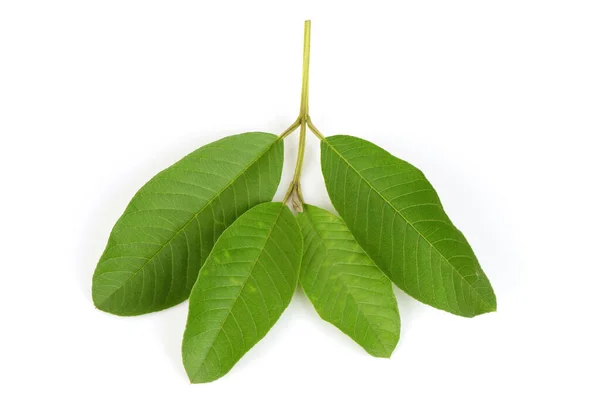 Guava Atau Psidium Guajava Branch Green Leaves Isolated White Background — Stok Foto