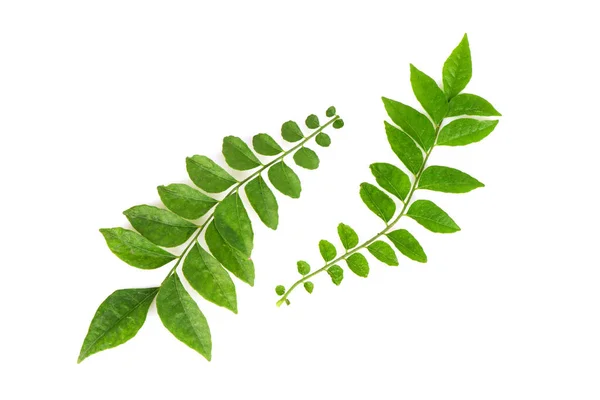 Lime Berry Eclipta Prostrata Branch Green Leaves Isolated White Background Fotos De Bancos De Imagens Sem Royalties