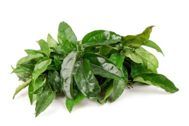 Ya-Nang thai adı veya tiliacora triandra dalı yeşil yapraklar beyaz arka planda izole.