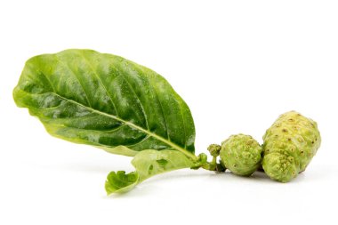Noni fruits and green leaves isolated on white background.