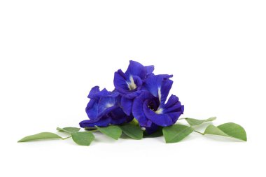 Kelebek bezelye çiçekleri ve yeşil yapraklar beyaz arka planda izole edilmiş..