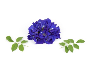 Kelebek bezelye çiçekleri ve yeşil yapraklar beyaz arka planda izole edilmiş..