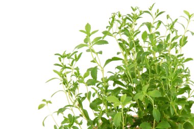 Stevia ağaçları beyaz arkaplanda izole edilmiş.