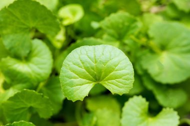Beyaz arkaplanda izole edilmiş Gotu kola veya Centella asiatica yeşil yaprakları.