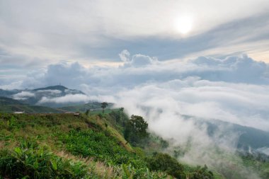 Pu jakuzisi berk, lom kao bölgesi, phetchabun vilayeti, thailand.