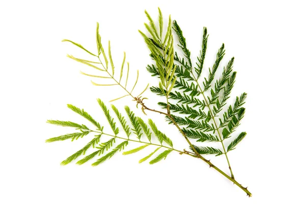 Tvål Pod Frukter Och Gröna Blad Isolerad Vit Bakgrund Top — Stockfoto