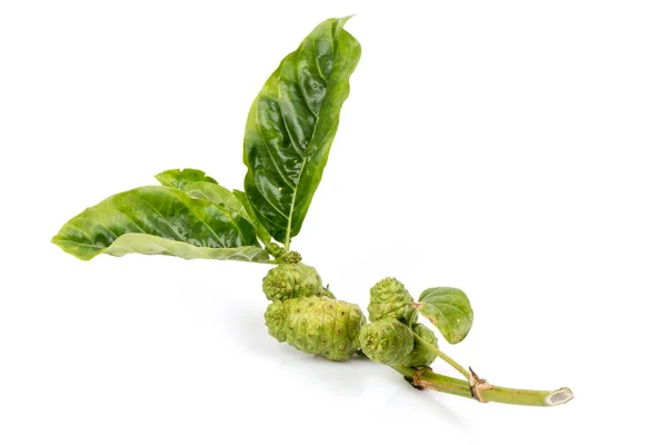 Noni Fruits Green Leaves Isolated White Background — Stok Foto