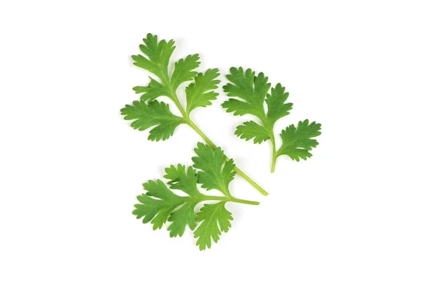 Coriander Branch Green Leaves Isolated White Background Top View Flat — Stockfoto