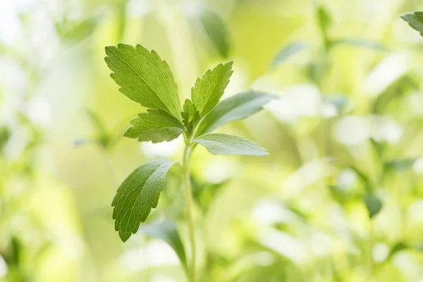 Pohon Stevia Pada Latar Belakang Alam — Stok Foto