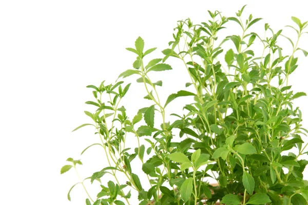 Stevia Trees Isolated White Background — Stok Foto