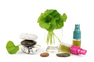 Gotu kola veya centella asiatica yeşil yapraklar ve beyaz arka planda izole edilmiş.