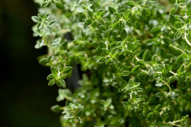Kekik dalı, doğa arka planında yeşil yapraklar. 