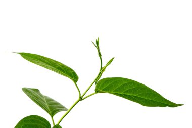Gymnema inodorum green leaves isolated on white background.