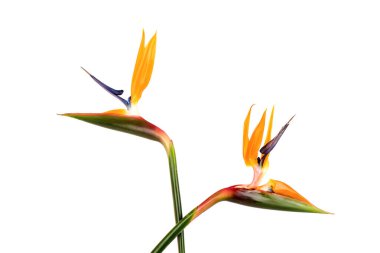 Cennet kuşu, beyaz arka planda izole edilmiş. Üst manzara, düz yatış..