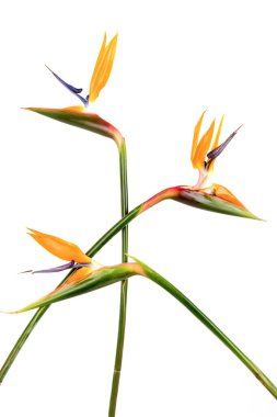 Cennet kuşu, beyaz arka planda izole edilmiş. Üst manzara, düz yatış..